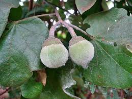 Image result for Thespesia garckeana