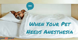 Image result for LET Anesthesia