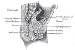 There are many organs that sit in the pelvis, including much of the urinary system, and lots of the male or female reproductive systems. Round Ligament Of Uterus Wikipedia