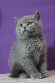 1 kedi 1 kopek sahiplendirme ilanlari istanbul