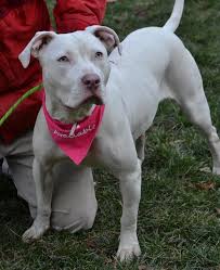 Black And White Pitbull Female Maxine Is A Major Beauty With A Great Personality She Is A Very Sweet White American Bulldog Mix With G American Bulldog Mix Pitbulls White American Bulldogs
