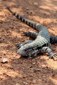 Argentine Black And White Tegu For Sale Canada Lagarto Teiu Tupinambis Teguixin Teguixin Cute Animals Reptiles And Amphibians Lizard