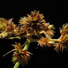 Image result for Courtoisina assimilis