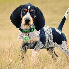 Pin On Man S Best Friend Animals