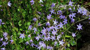 Die dalmatiner glockenblume (campanula portenschlagiana) im topf und im garten. Polster Glockenblume Campanula Poscharskyana Garten Wissen
