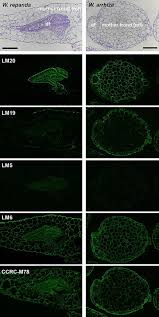 Image result for Wolffiella repanda