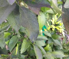 Some of the most common issues responsible for leaves curling upwards are pests, viral infections, an inadequate watering regime, bad positioning, or a lack of vital nutrients. Reading Citrus Leaves Greg Alder S Yard Posts Southern California Food Gardening