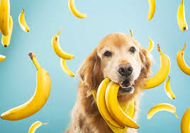 Jetzt waren wir groß obst einkaufen und ich. Durfen Hunde Bananen Essen Passion Hund