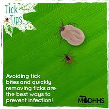 Image result for infected tick bite