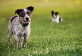 Invisible pet fence kits that pet owners install themselves are available at pet stores and websites like here's how electric fences work: 7 Best Invisible Dog Fences In Ground Vs Wireless Vs Physical Fence