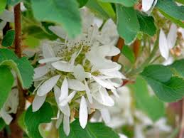 Image result for Amelanchier alnifolia