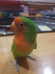 Blue Birds You Can Have As Pets Have You Seen Buddy A Missing Parrot Lost At Woodlands Cute Birds Woodlands Blue Tail