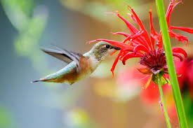 Maybe you would like to learn more about one of these? Create And Enjoy A Hummingbird And Butterfly Garden Colorado Springs News Gazette Com