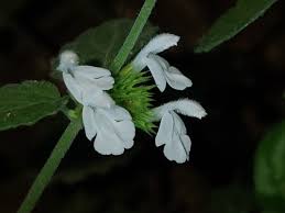 Image result for Leucas alluaudii