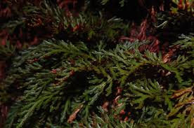 Image result for Selaginella afrorum