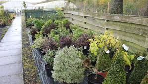 Slemish Market Garden Ballymena Part 2 Ballymena Today