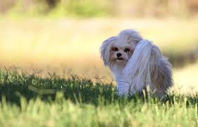 We provide 24/7/365 editorial support, and can also provide translation services when required. Breed History Welcome To The American Mi Ki Club
