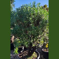 Image result for Myoporum laetum