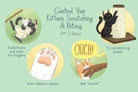 Kittens are happiest and best behaved when they have a friend! Reasons Why Kittens Scratch And Bite And How To Stop It