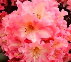 Plant Descriptions Rhododendron Plant Plants Flower Show