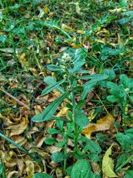 Image result for Gnaphalium polycaulon