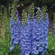 Blue Lace Delphinium Delphinium Flowers Blue Delphinium Delphinium Plant