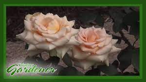 How to start a new rose bush from another one. Types Of Roses Volunteer Gardener Youtube