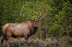 Forums, articles, photos, tips, information. Big Bull Elk This Is One Big Herd Bull In Yellowstone This Is What Stops The Traffic Causing Major Traffic Jams Bull Elk Elk Hunting Big Deer