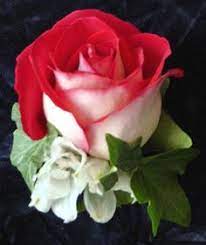 Some say the world will end in fire, some say in ice. 7 Fire And Ice Roses Ideas Fire And Ice Roses Fire And Ice Beautiful Roses