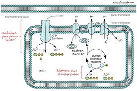 General Cellular Respiration Worksheet Answer Key Cellularrespiration