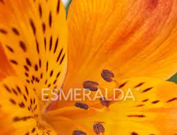 Sunshine flowerswe provide the flowers so you can create something beautiful! The Rise Of A New Cut Flower Giant Aiph