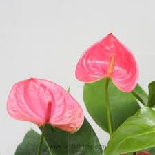 Pin On Orchid Tree New Collections