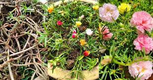 Pokok bunga ros jepun adalah tanaman semusim yang boleh mencapai ketinggian kurang dari 30 sm. Nampak Kering Jangan Biar Terus Mati Buat Begini Untuk Pastikan Ros Jepun Kembali Subur Berbunga Lebat Vanilla Kismis