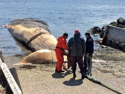 But alas, with all the centaur activities i have. Don Bradshaw On Twitter Catch Of The Day Blue Whale Carcass In Woody Point Newfoundland Whales Http T Co K7kcehlvkx