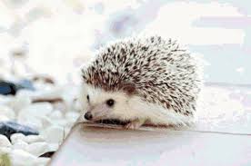 Shop from 4,000 patterns & kits. Hedgehog Counted Cross Stitch Pattern Baby Hedgehog Pixel Etsy