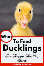 Backyard ducks can eat a wide variety of fruits and vegetables, whole grains and meat or fish in addition to their layer feed. What To Feed Ducklings Life Is Just Ducky