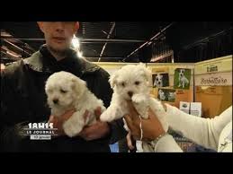 • un village de chiots (et de quelques … Le Mans 2eme Salon Du Chiot Et Du Chaton Youtube