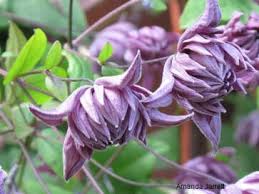 We did not find results for: Pruning Clematis The Garden Website Com