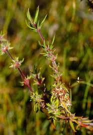 Image result for Anthospermum