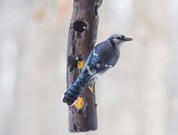 A full service restaurant and bar, jaybirds restaurant & pizzeria, is also onsite. Pokagon State Park Bird Watching Steuben County Tourism Bureau