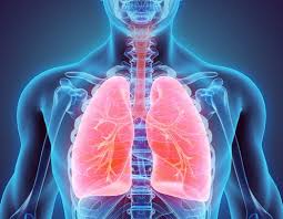 It also has several functions, such as: Your Lungs Are Really Amazing An Anatomy Professor Explains Why
