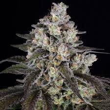 Trainwreck (F) Feminized Seeds | North Atlantic Seed Co.