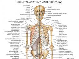 Many of the bones that form our skeleton are thought to have a proportional relationship of 1:1.618. Body Cavity Diagram Koibana Info Body Bones Human Body Anatomy Human Bones Anatomy