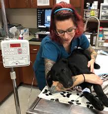 A nonprofit haven for animals in need. Emergency Veterinary Care In North Tonawanda Ny Pine Woods Animal Hospital Pc