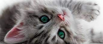 Denver Animal Shelter Cat Shelter Animal Shelter Kitten Shelter Cat Rescue