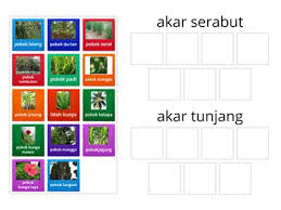 16/4/2020 khamis (sains tahun 1) : Bahagian Tumbuhan Tahun 1 Sumber Pengajaran