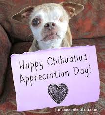  Famous Chihuahua Anjing Chihuahua Anjing Binatang Lucu
