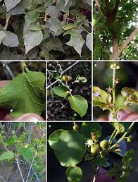 Image result for Paranecepsia alchorneifolia