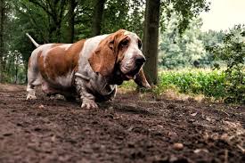 Browse our large listing of dog breeders to find the perfect puppy for sale. Basset Hound