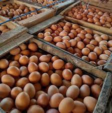We did not find results for: Bakul Telur Bakul Telur Ayam Horen Kendal Dan Sekitar